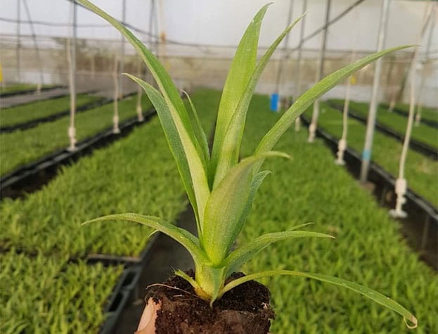 PINEAPPLE MD2 TISSUE CULTURE PLANTS