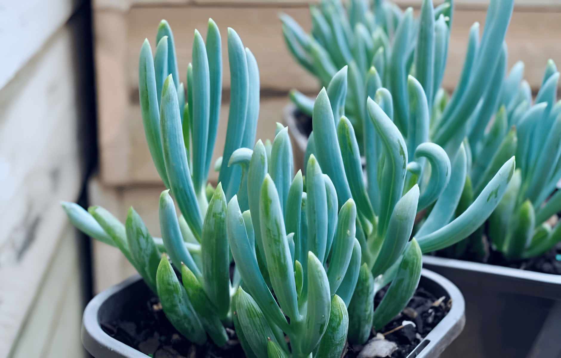 Blue Chalk Stick Plant