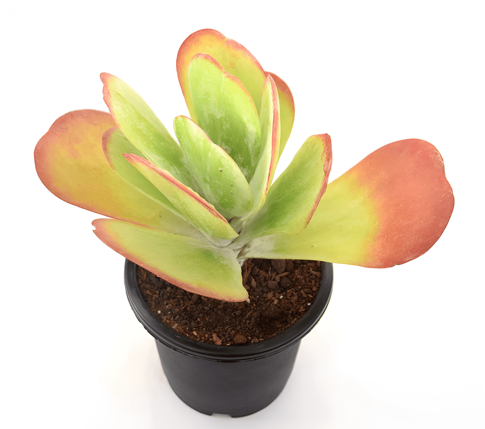 Kalanchoe thyrsiflora Paddle Plant