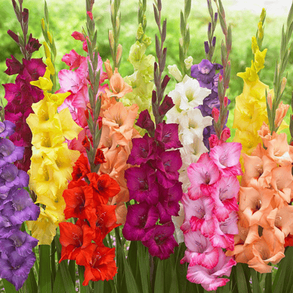 GLADIOLUS FLOWER BULBS MIXED COLOURS- 7 No's