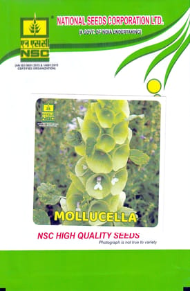 NSC Mollucella High Quality Seeds - Faint Green