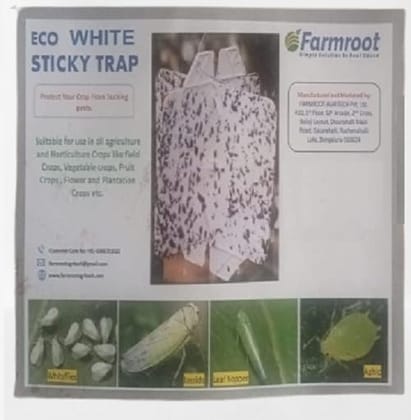 FARMROOT White Sticky Trap for Insect at Farm & Gardens to Control Black Thrips, Flower Thrips and Harmful Insects Pack of 2 (50 Pcs)