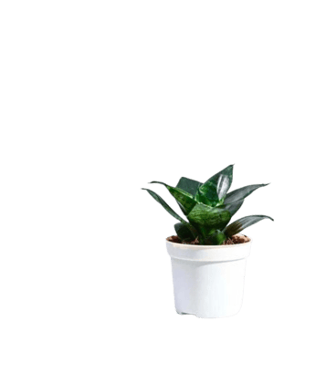  Snake Plant - Sansevieria trifasciata