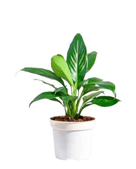 Peace Lily Plant - Spathiphyllum - Indoor House Plant - Live Plant - 6" Pot