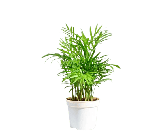 Bamboo Palm - Potted Live House Plant, 6" Pot