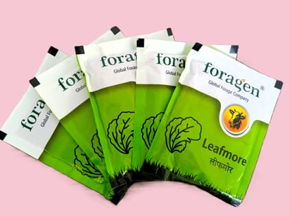 Forage Mustard Leafmore, 50 gm Pouch