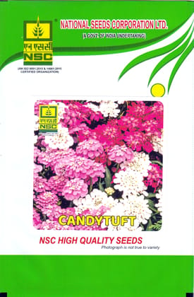 NSC Candytuft Seeds - High Quality Flower Seeds