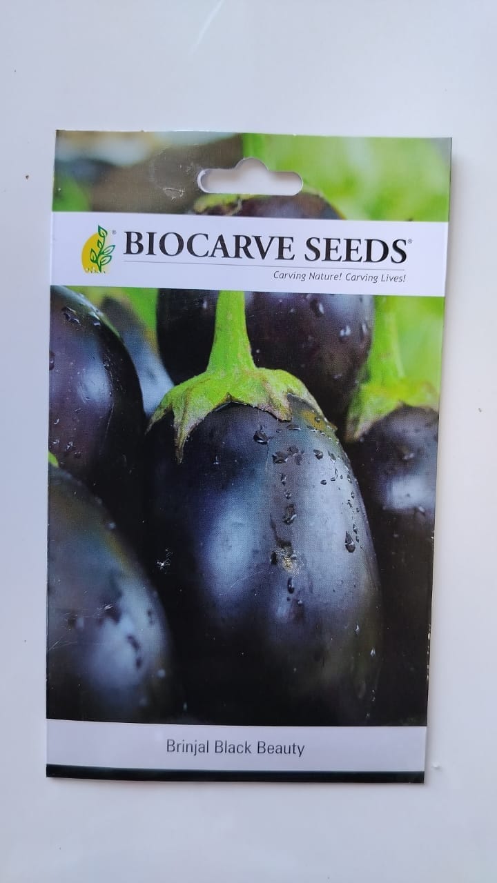 Biocarve Seeds Brinjal Black Beauty Seeds | Pack of 100