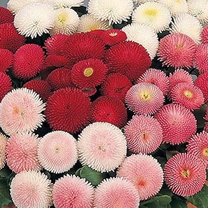 Biocarve Seeds Button Daisy Pompenette Mix.- Pack of 200 Seeds