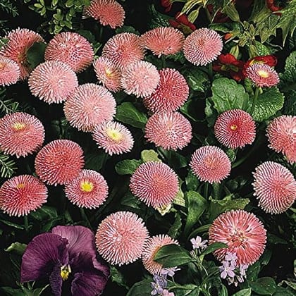 Biocarve English Daisy Dbl Rose - Pack of 200 Seeds