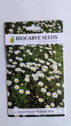 Biocarve Chrysanthemum paludosum White- Pack of 200 Seeds