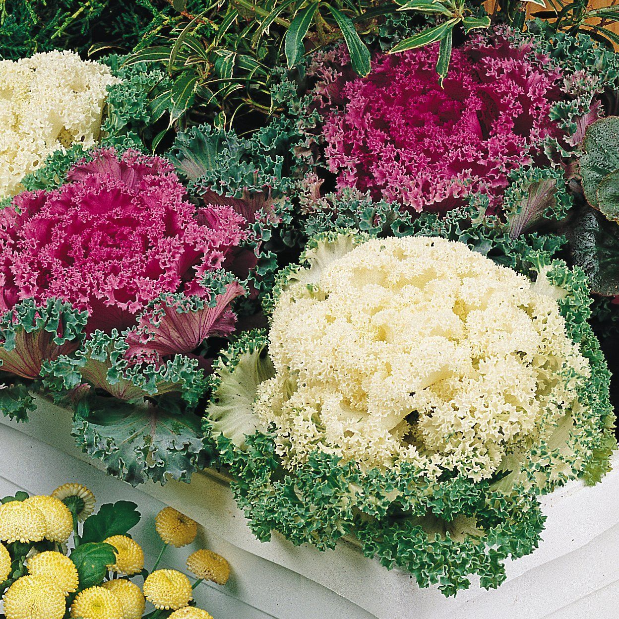 Biocarve Ornamental Kale - Pack of 100 Seeds