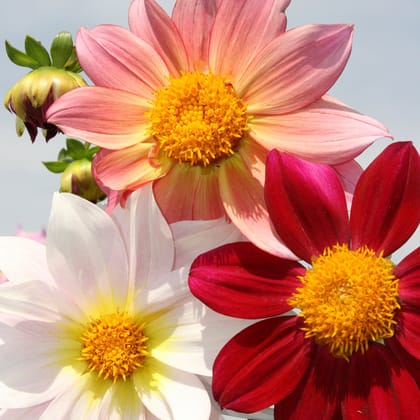 Biocarve Dahlia Top Star Beauty- Pack of 100 Seeds