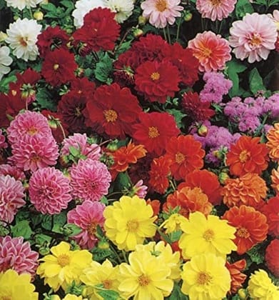 Biocarve Dahlia variabilis Figaro Type - Pack of 50 Seeds