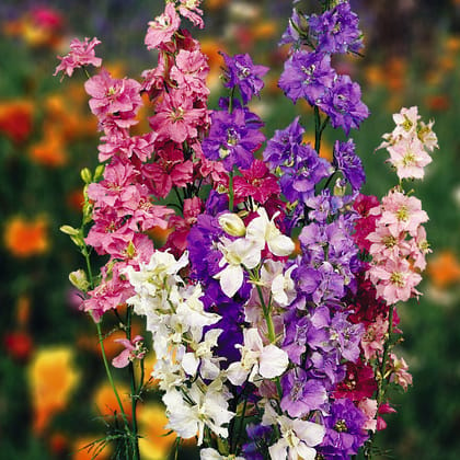 Biocarve Larkspur (Delphinium) - Pack of 200 Seeds