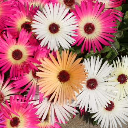 Biocarve Seeds Burf (Mesembryanthemum) Heaven Mix- Pack of 200 Seeds