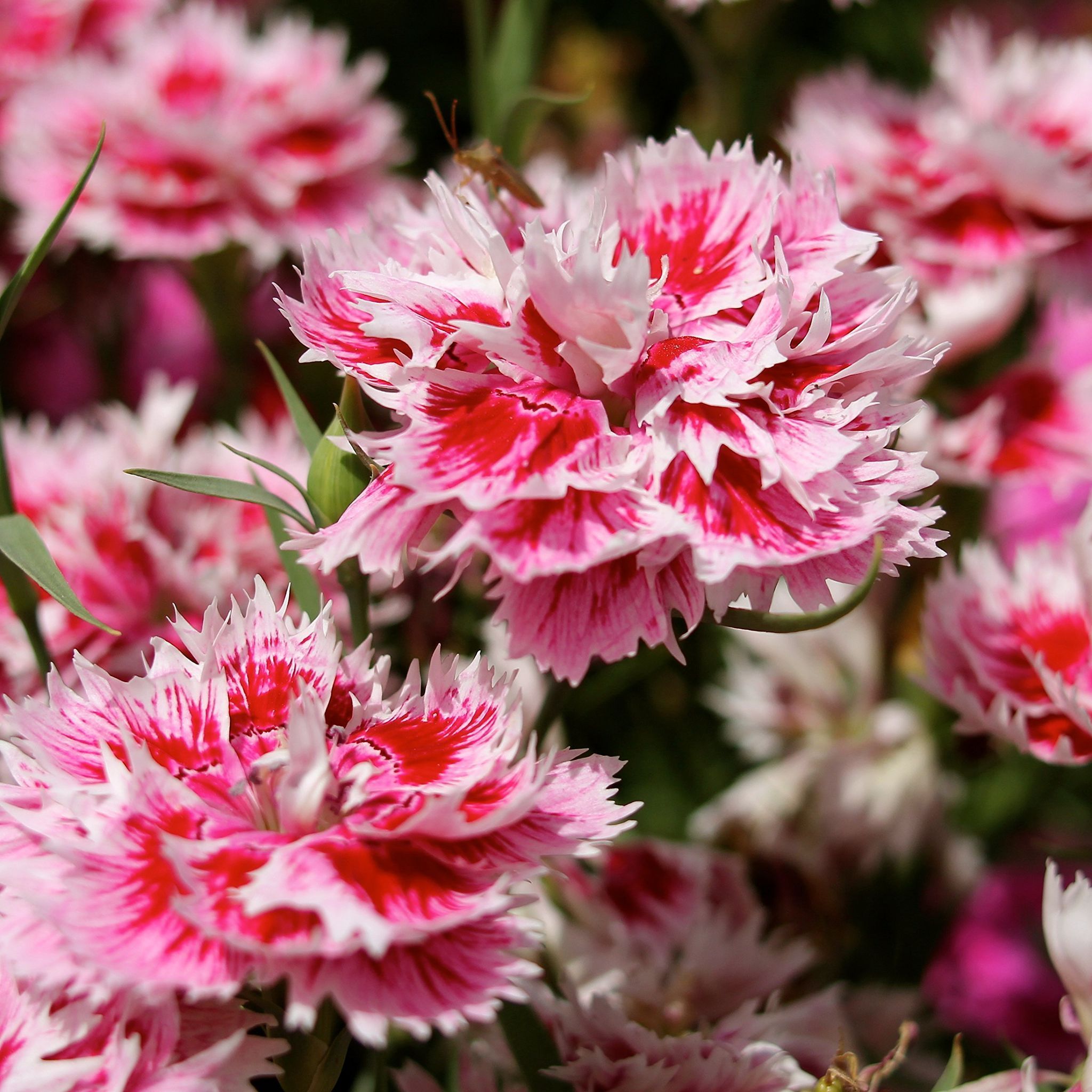 Biocarve Dianthus�Baby Doll�- Pack of 200 Seeds