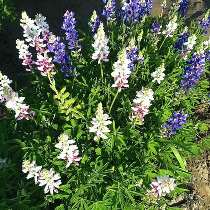 Biocarve Lupin Pixie Dwarf - Pack of 100 Seeds