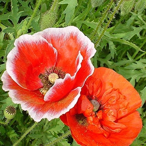 Biocarve Seeds Indian Poppy (Papaver Rhoeas) - Pack Of 200 Seeds