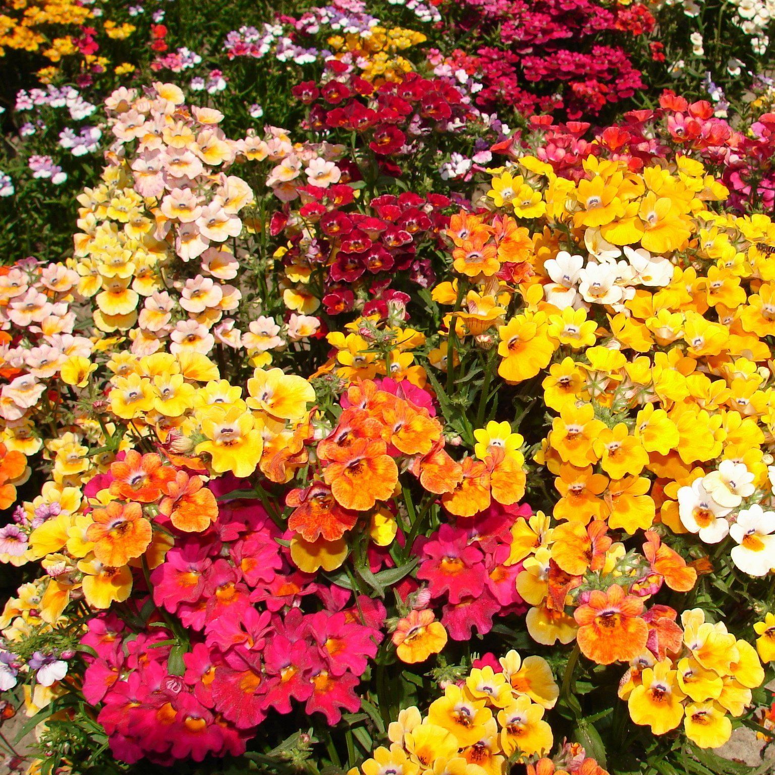 Biocarve Nemesia Carnival Mix - Pack of 100 Seeds