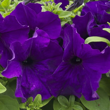 Biocarve Seeds Petunia Nana Compacta Royal Blue - Pack Of 200 Seeds