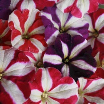 Biocarve Seeds Petunia N C Star Mix - Pack of 200 Seeds