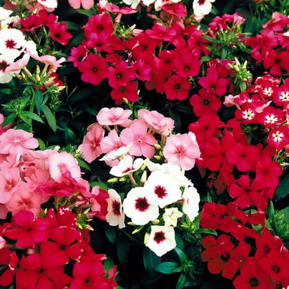 Biocarve Seeds Biocarve Phlox Drummondii Mix - Pack Of 200 Seeds