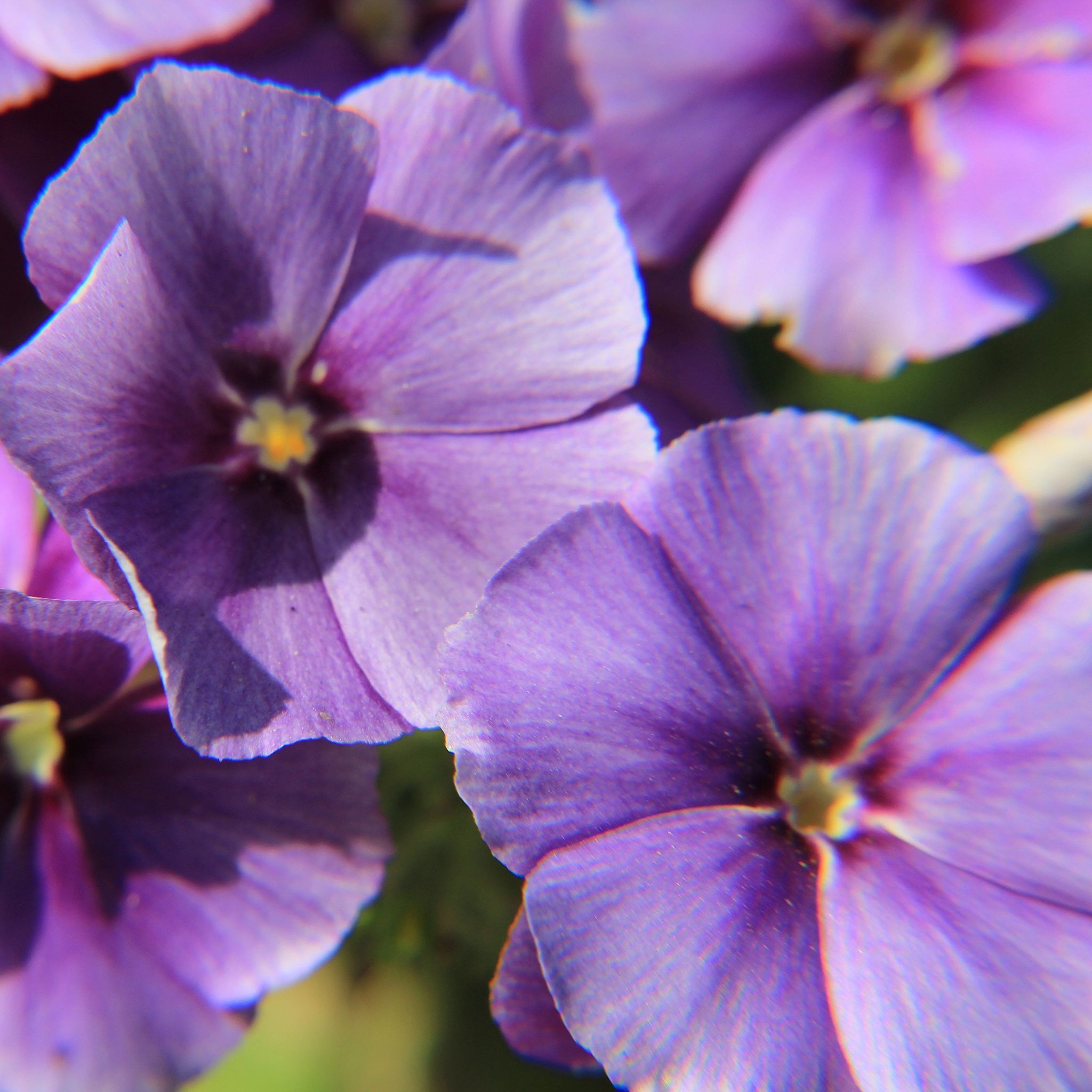 Phlox drummondii Blue - Pack of 200 Seeds