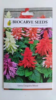 Biocarve Salvia splendens F1Cleopatra Mixed - Pack of 50 Seeds