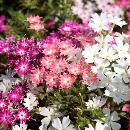 Biocarve Phlox�cuspidata Twinkle Mix- Pack of 200 Seeds