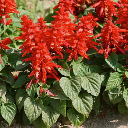 Biocarve Salvia splendens - Pack of 50 Seeds