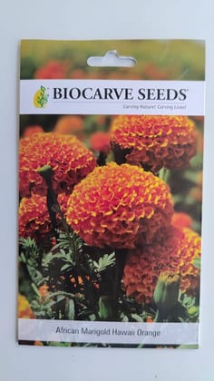 Biocarve African Hawaii Orange - Pack of 100 Seeds