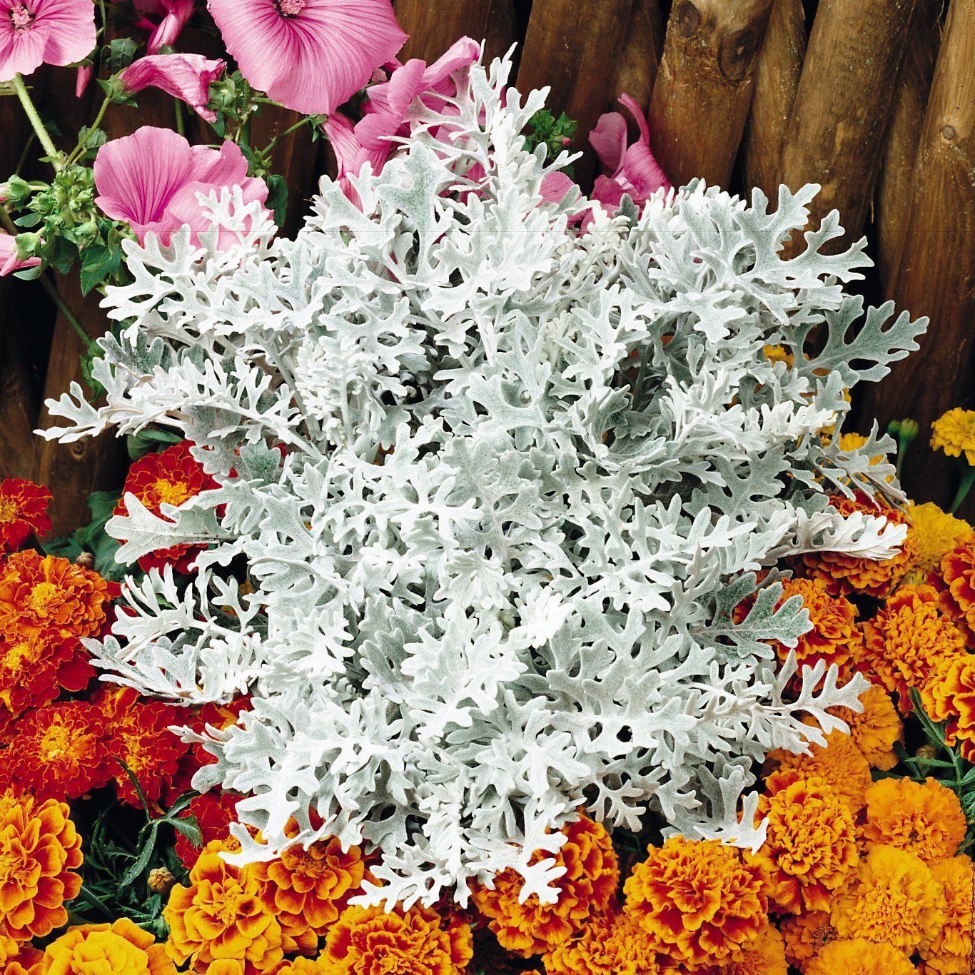 Biocarve Senecio maritima Silverdust - Pack of 50 Seeds