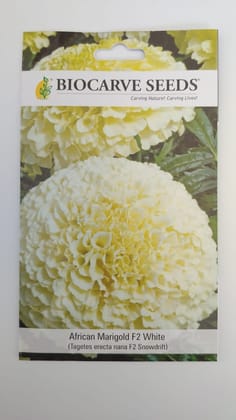 Biocarve Tagetes erecta F2 Dwarf White - Pack of 50 Seeds