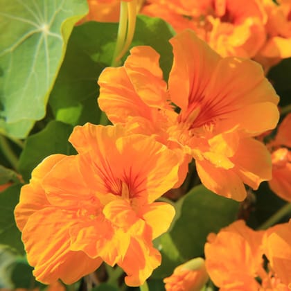 Biocarve Seeds Trapaeolum nanum majus Flower Seeds - Pack of 50 Seeds