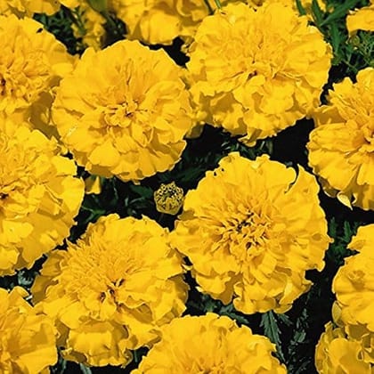 Biocarve Tagetes nana petula yellow - Pack of 100 Seeds