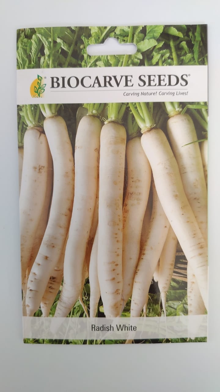 Biocarve Seeds Radish Long White - Pack of 100 seeds