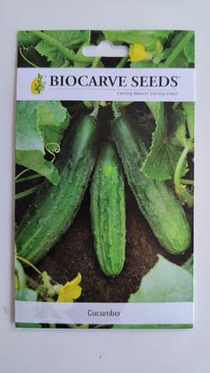 Cucumber - Biocarve Seeds Seeds | Pack of 50 seeds