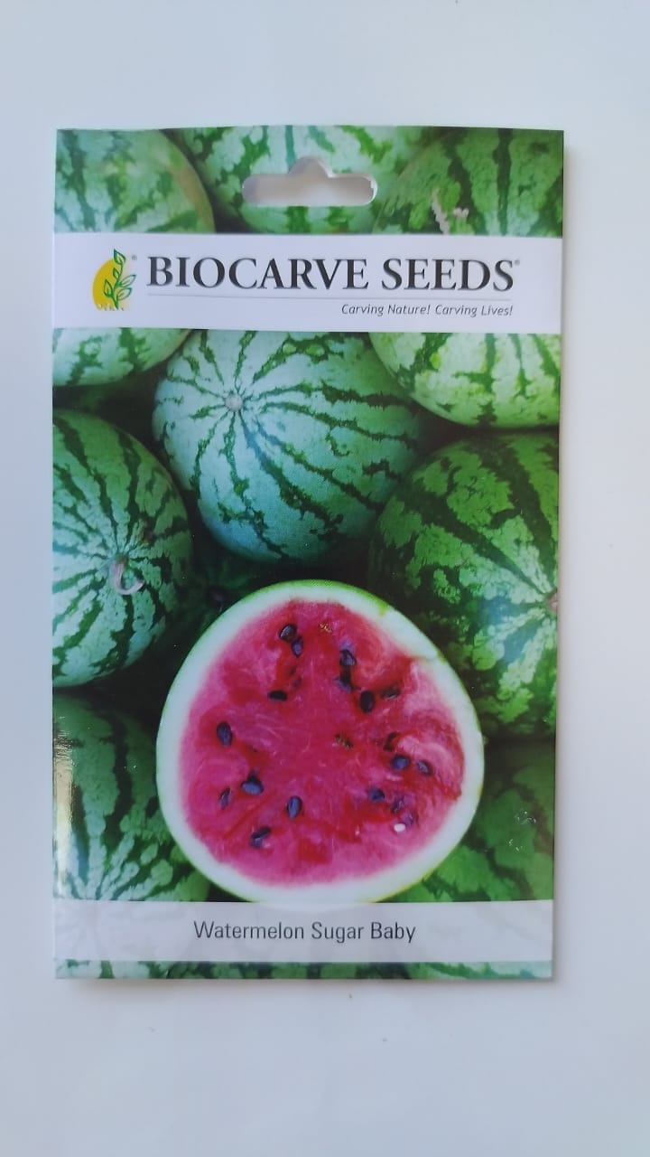 BIOCARVE SEEDS Watermelon Sugar Baby - Pack of 50 Seeds