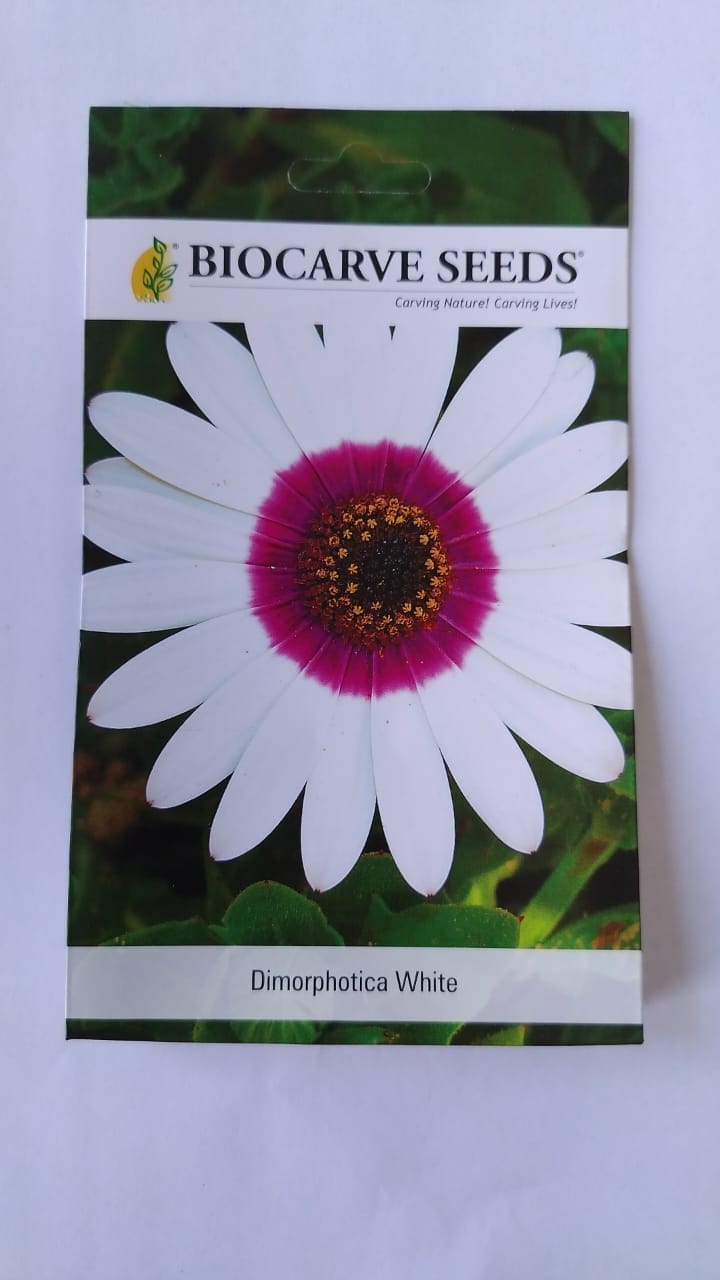 Biocarve Dimorphoteca - Pack of 100 Seeds