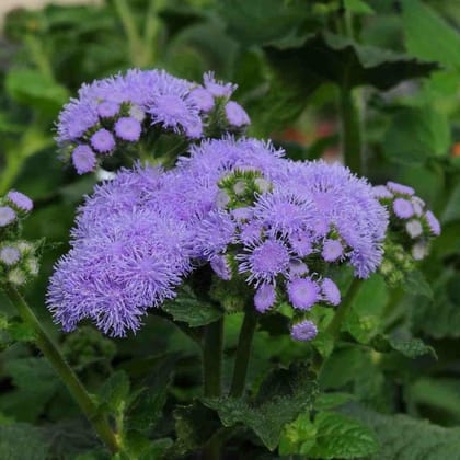 Biocarve Ageratum - Pack of 50 Seeds