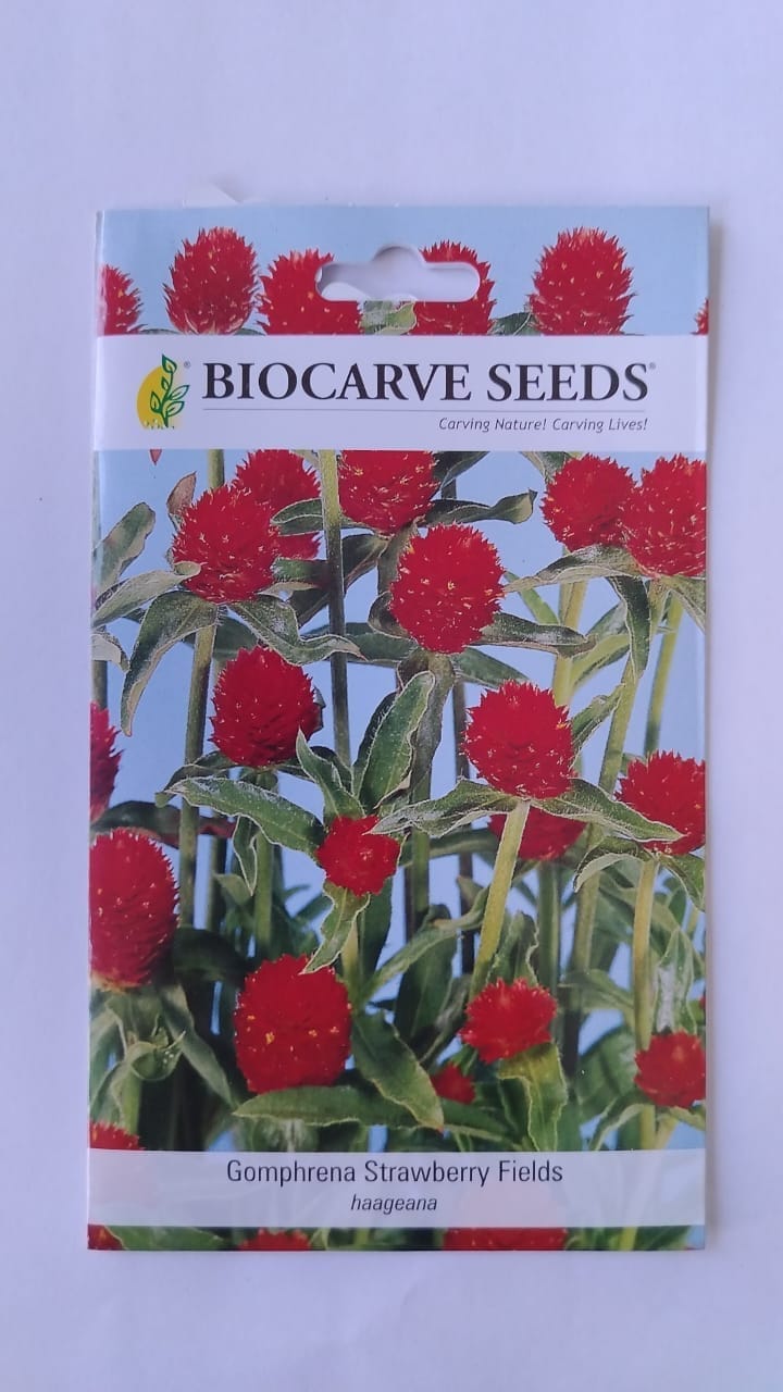 Biocarve Seeds Gomphrena Strawberry Fields - Pack Of 100 Seeds