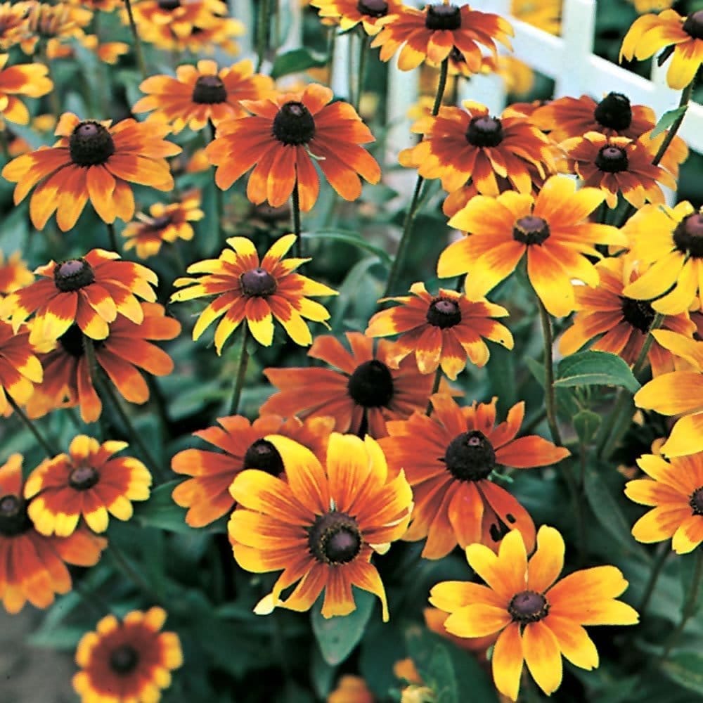 Biocarve Seeds Rudbeckia - Pack of 50 Seeds