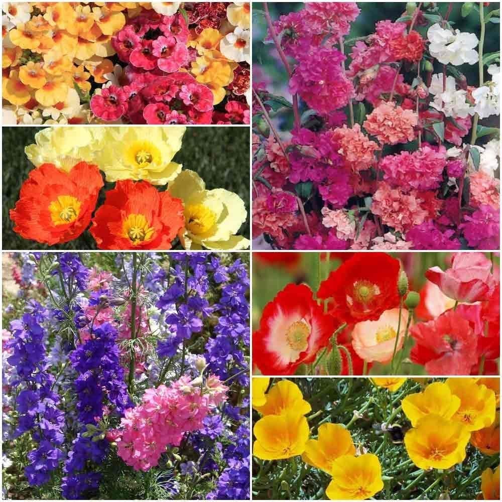 Biocarve Seeds - Flower seeds Direct Seed Sowing Winter Flowers-6 Packets( California Poppy Mix 300 Seeds, Indian Sherly Poppy 200 Seeds, Clarkia elegans Mix 200 Seeds, Larkspur Mix 200 Seeds, Namesia carnival 200 Seeds ,Iceland Poppy Mix 50 Seeds)