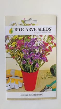 Biocarve Statice (Limonium sinuata) - Pack of 100 Seeds