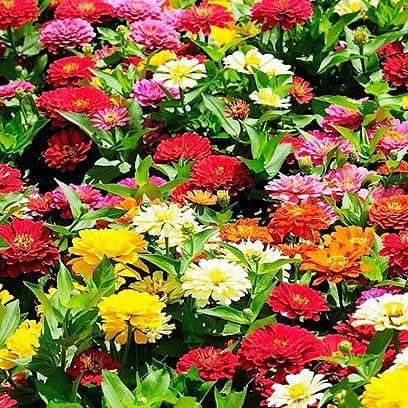 Biocarve Seeds Zinnia Pulcino Dwarf Double Mix Seeds | Pack Of 50