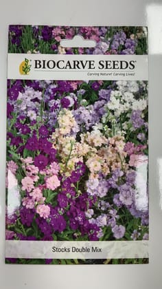 Biocarve Seeds NM  - Stocks Double Dwarf (Matthiola Ten Week Mix)| Pack Of 1: 1000 seeds