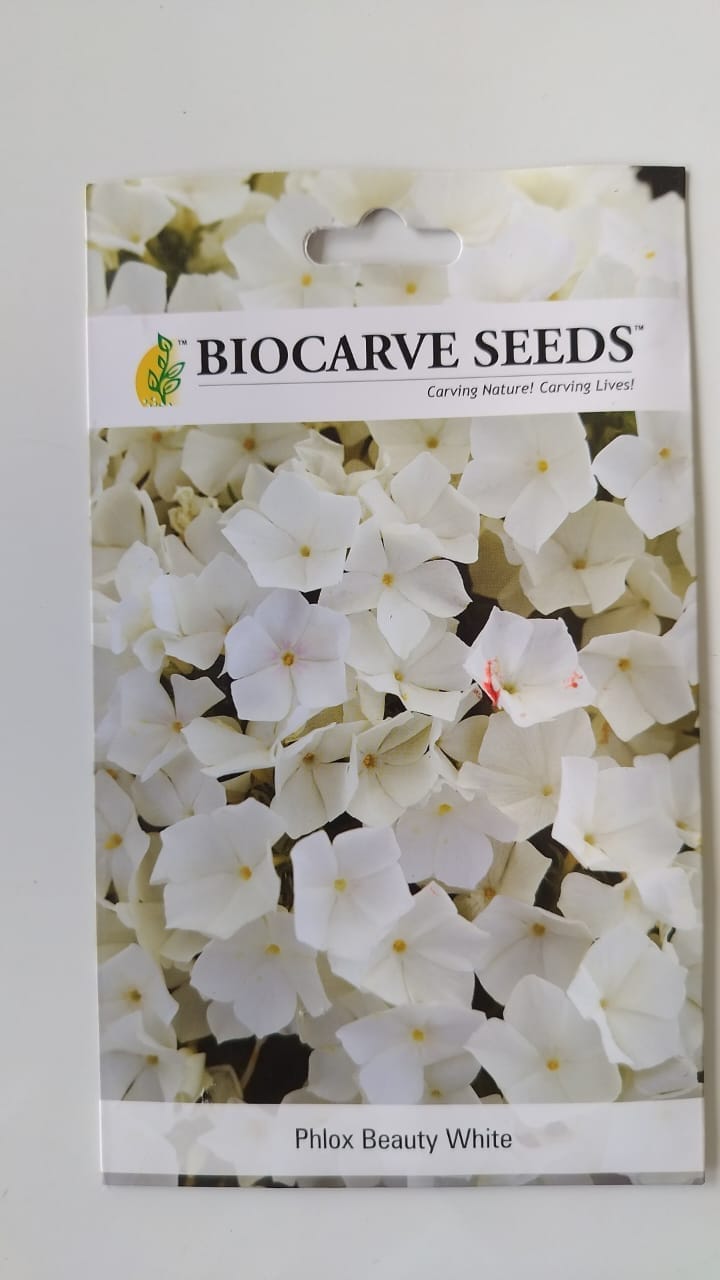 Biocarve Seeds Phlox Beauty White Seeds | Pack Of 1: 200 Seeds