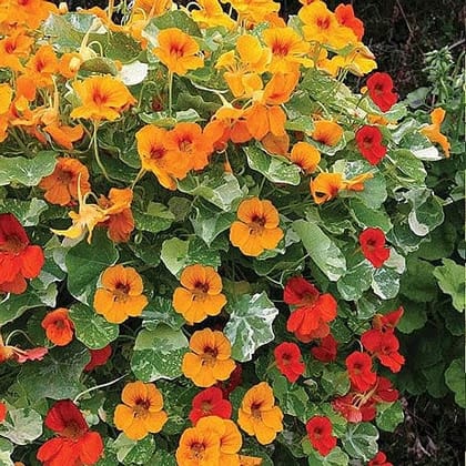 Biocarve Seeds NM - Nasturtium Alaska Mix (Variegated) Seeds | Net Weight:100gm