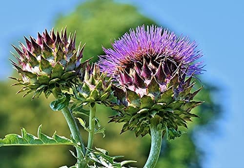 Biocarve Seeds Herb Artichoke Green Globe-NM